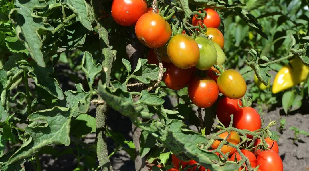 Comment éviter l’éclatement des tomates : Conseils et préventions pour une récolte parfaite