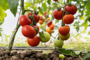 Tomate1 300x200 - Comment éviter l'éclatement des tomates : Conseils et préventions pour une récolte parfaite