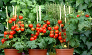 Tomate4 300x178 - Comment éviter l'éclatement des tomates : Conseils et préventions pour une récolte parfaite