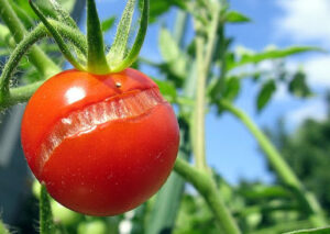 Tomate5 300x213 - Comment éviter l'éclatement des tomates : Conseils et préventions pour une récolte parfaite