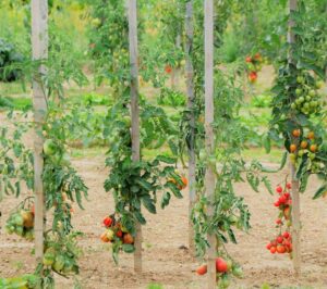 Tomate7 300x266 - Comment éviter l'éclatement des tomates : Conseils et préventions pour une récolte parfaite