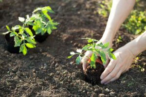 Tomate8 300x200 - Comment éviter l'éclatement des tomates : Conseils et préventions pour une récolte parfaite