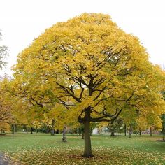 e205ab0e2e9a2e34ac36d997f3048598 - L’importance d’un arbre isolé dans un jardin