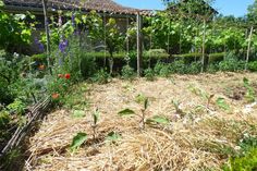 02e36ae57efadba1f2851a2c73bdcea8 - Créez un Jardin Fleuri et Sans Arrosage : Astuces et Conseils pour un Espace Vert Durable