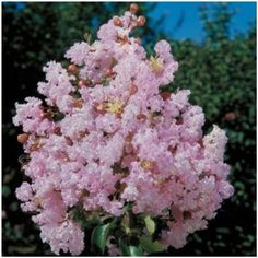 2988db3a6a6037e98b2cedc9a848574d - Lilas des Indes en France !