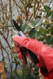 555cc0e0d3d159e61427d73fb3c6f316 202x300 - Pourquoi tailler vos rosiers non remontants en été : préparez la floraison de l'année prochaine dès maintenant