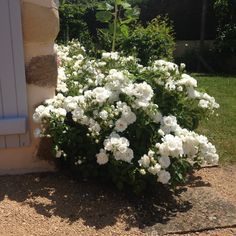 6a27ac18abeecc1c5aaa5e2e911d5297 - Pourquoi tailler vos rosiers non remontants en été : préparez la floraison de l'année prochaine dès maintenant