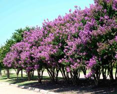 fdbb56b0a7cce0d4761bfc44804a53df - Lilas des Indes en France !