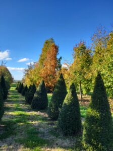 20241023 155620 224x300 - Automne au jardin : Les avantages de planter maintenant pour un printemps prospère