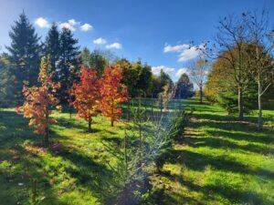 20241023 155718 300x225 - À la Sainte-Catherine, plantez vos fruitiers pour un jardin sain toute l'année !