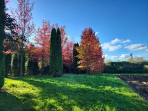 20241023 160159 300x225 - Automne au jardin : Les avantages de planter maintenant pour un printemps prospère