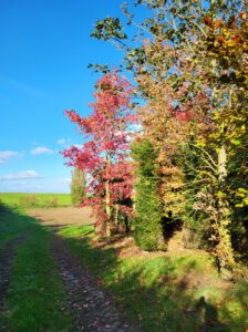 20241023 160258 224x300 - Les splendeurs automnales : comment choisir des arbres aux couleurs d’automne époustouflantes