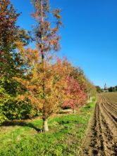 Les splendeurs automnales : comment choisir des arbres aux couleurs d’automne époustouflantes