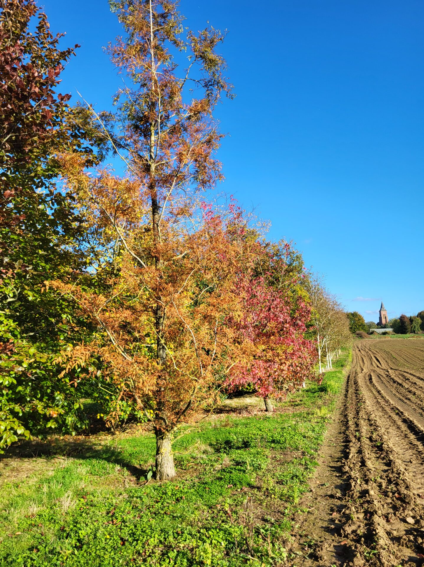 Les splendeurs automnales : comment choisir des arbres aux couleurs d’automne époustouflantes