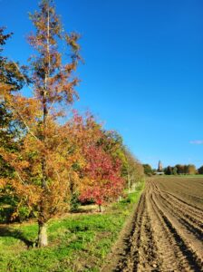 20241023 160339 224x300 - Automne au jardin : Les avantages de planter maintenant pour un printemps prospère