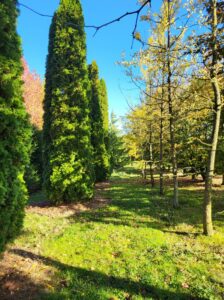 20241023 160403 224x300 - Automne au jardin : Les avantages de planter maintenant pour un printemps prospère