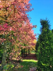 20241023 160411 224x300 - Automne au jardin : Les avantages de planter maintenant pour un printemps prospère