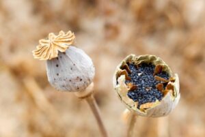 Photos graine 1 300x201 - Récolter les graines de fleurs : une pratique économique et gratifiante