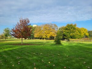 20241027 100936 300x225 - Ces arbustes d'automne qui gardent votre jardin éclatant !