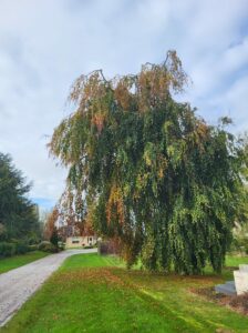 20241027 102422 224x300 - Pourquoi planter des arbres en automne ?