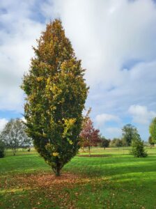 20241027 104229 224x300 - Ces arbustes d'automne qui gardent votre jardin éclatant !