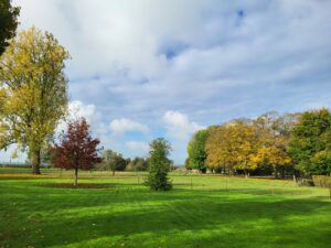 20241027 104235 300x225 - Ces arbustes d'automne qui gardent votre jardin éclatant !