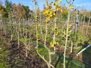 20241113 112909 300x225 - À la Sainte-Catherine, plantez vos fruitiers pour un jardin sain toute l'année !