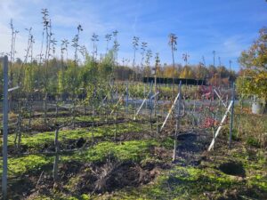 20241113 112932 300x225 - À la Sainte-Catherine, plantez vos fruitiers pour un jardin sain toute l'année !