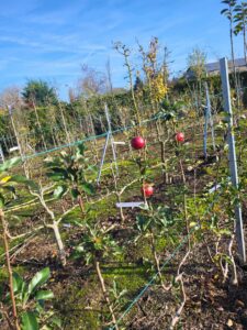 20241113 113041 225x300 - À la Sainte-Catherine, plantez vos fruitiers pour un jardin sain toute l'année !