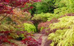 2c8aad9c2e98ca46f06c535292bf2121 - Plantes pour massif à l'ombre : Idées et conseils pour un jardin harmonieux