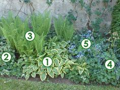 57f03bd87cc01860c72fb254a7548375 - Plantes pour massif à l'ombre : Idées et conseils pour un jardin harmonieux