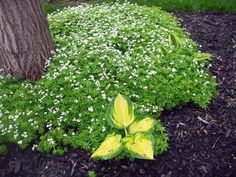 891d4d4c575ac638509700c2733185cd 1 - Plantes pour massif à l'ombre : Idées et conseils pour un jardin harmonieux