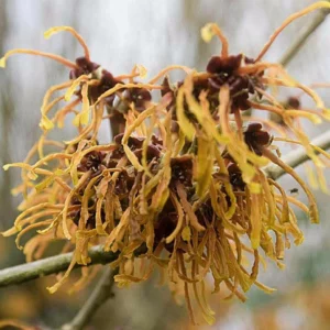 Hamamelis jaune mollis pallida 7501 1 300x300 - Ces arbustes d'automne qui gardent votre jardin éclatant !