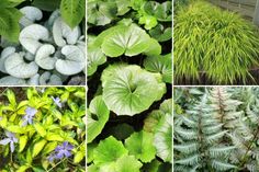 c1316ba2bf2af59a0705fead68e916f5 - Plantes pour massif à l'ombre : Idées et conseils pour un jardin harmonieux