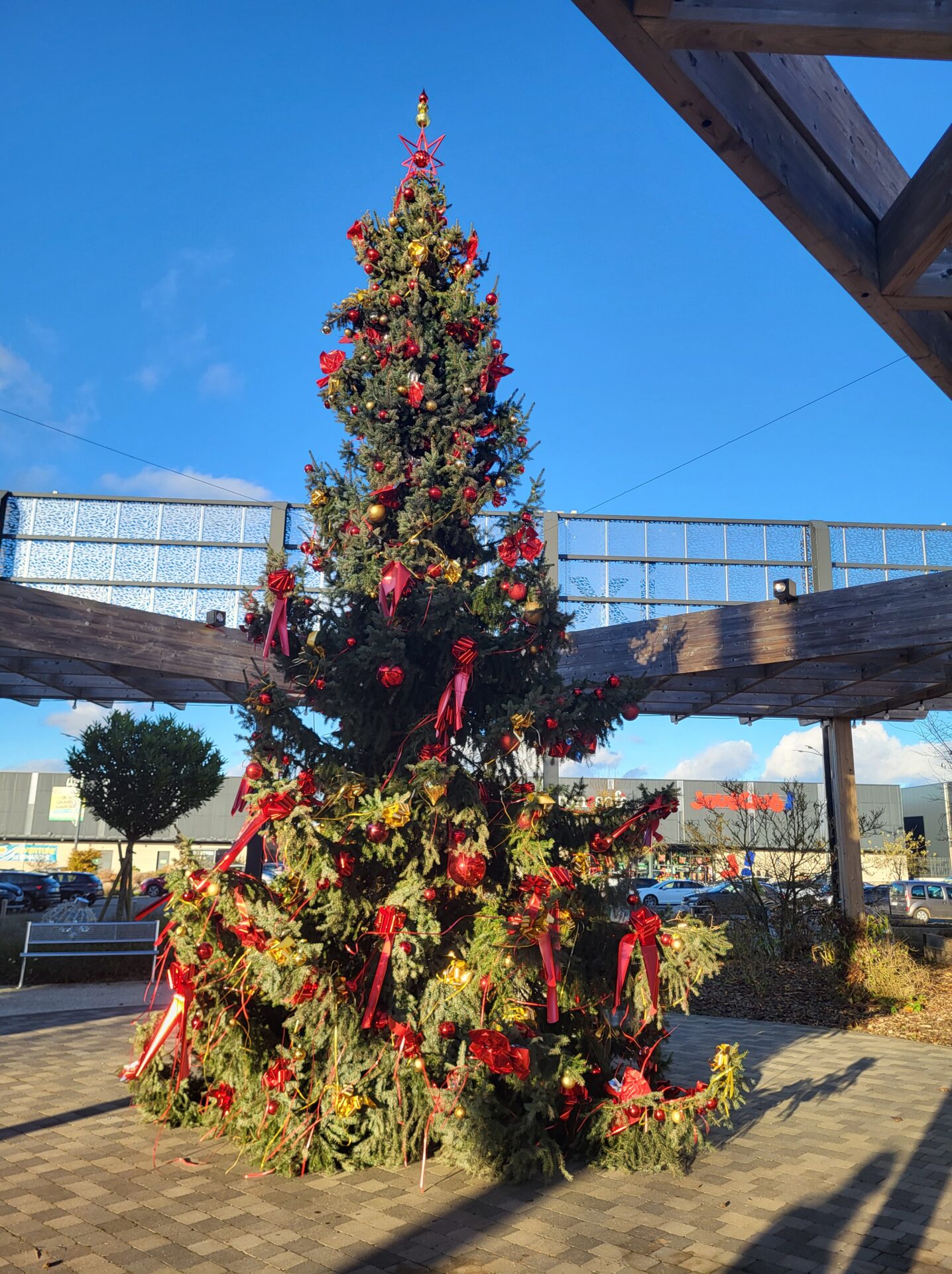 Pourquoi choisir un sapin naturel à Noël ? Variétés, conditionnements et conseils pratiques