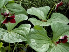 3aa348bd254f7a00d557e72eca698487 - Plantes pour Massif à l'Ombre : Créez un Coin Verdoyant et Apaisant