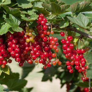 10df5308236fb432a2c7797217835971 300x300 - Boutures de racines : La méthode hivernale pour enrichir votre jardin facilement