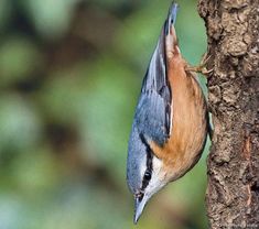 2c42c7d3c5878277b5433e52c1a20031 - Prendre soin des oiseaux en hiver