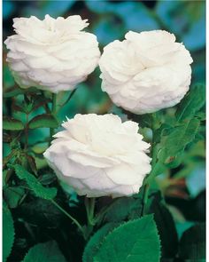 38d1b29cd1147244fdbe8015991167cf - Les rosiers botaniques : un charme naturel pour votre jardin