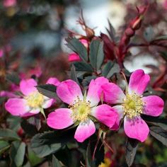 447d0263a5c0b61fe0696dae16d230f2 - Les rosiers botaniques : un charme naturel pour votre jardin