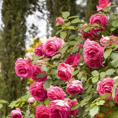 78ef72c2c9776f8424bed987fb5464e2 - Les rosiers botaniques : un charme naturel pour votre jardin