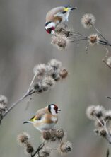 Prendre soin des oiseaux en hiver