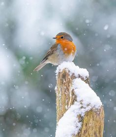 7fdbf8d66317074cd70c19629f0efc1e - Prendre soin des oiseaux en hiver