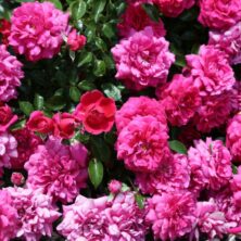 Les rosiers botaniques : un charme naturel pour votre jardin