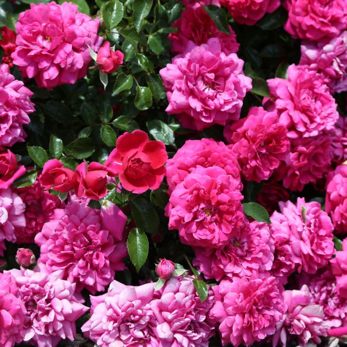 Les rosiers botaniques : un charme naturel pour votre jardin