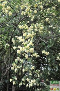 d4f03095489a0fc0483778ffe668d2fc 199x300 - Les rosiers botaniques : un charme naturel pour votre jardin