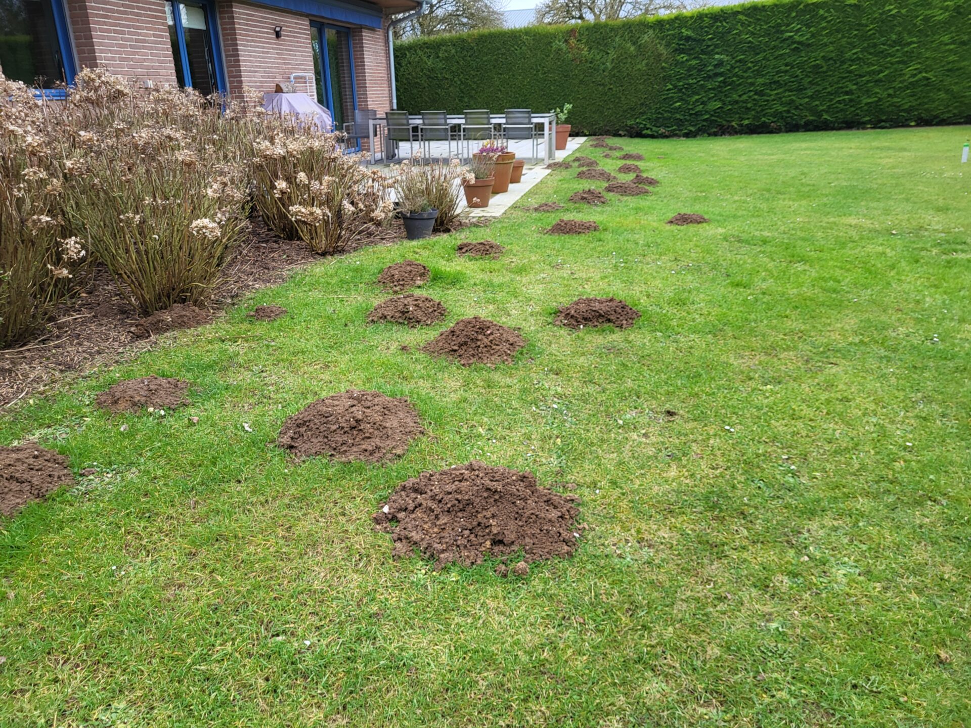 Les taupes au jardin : comment les éliminer naturellement et sans produits chimiques ?