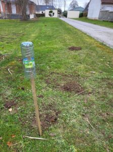 20250301 131244 224x300 - Les taupes au jardin : comment les éliminer naturellement et sans produits chimiques ?