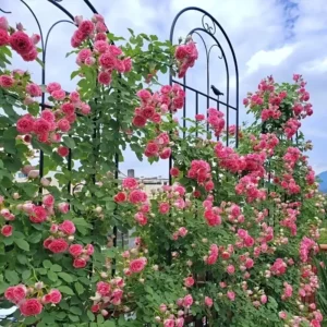 12fdfc36 9ea9 4e44 8591 4c1bb34445e0 300x300 - 🌹 Rosier pour massif : paysager, grimpant ou couvre-sol, misez sur la diversité !