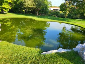 20240826 092135 300x225 - Bassin entre contemporain et naturel… lequel pour un jardin bucolique ?